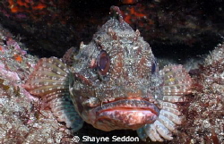 Scorpion fish taken close up at Hahei New Zealand by Shayne Seddon 